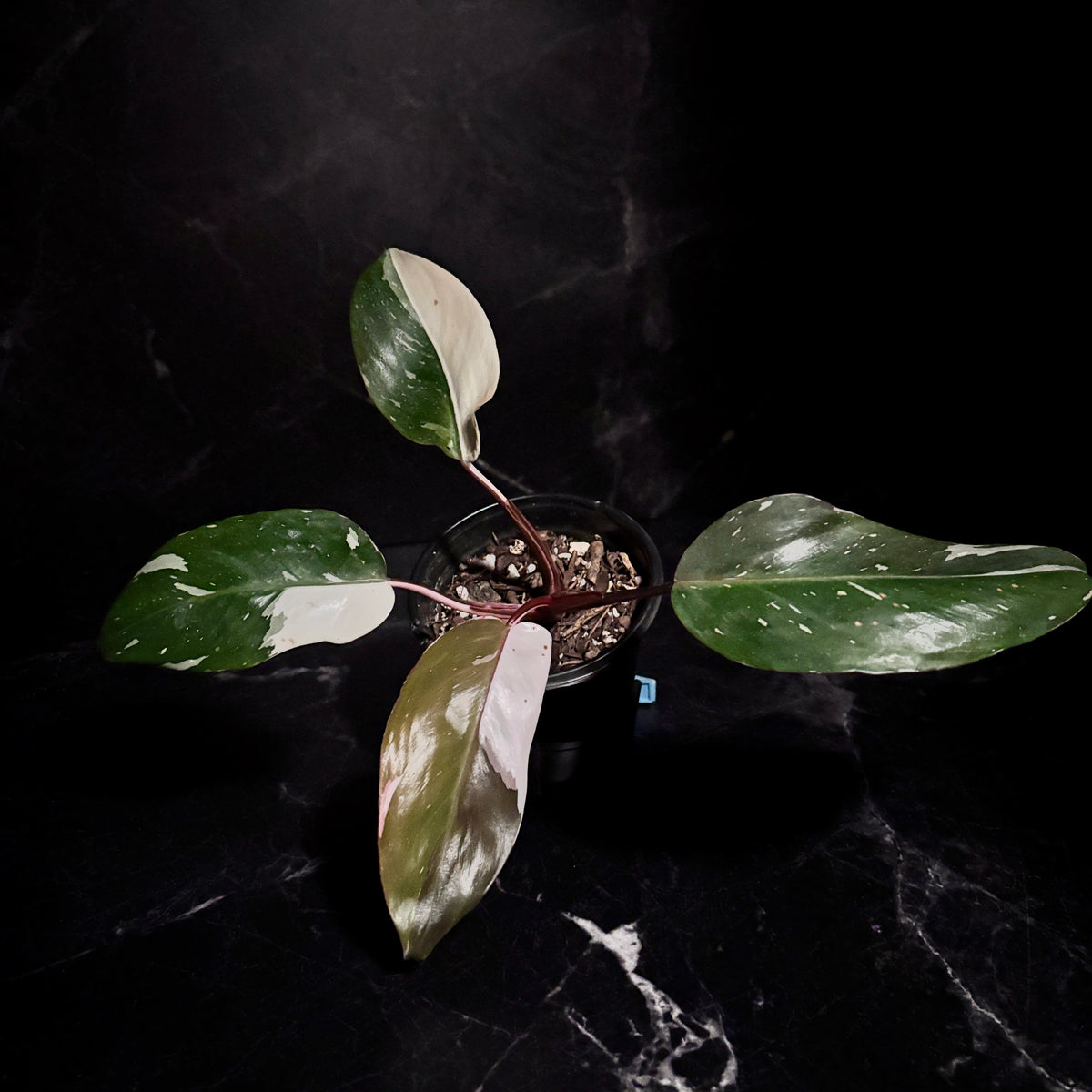 Philodendron Red Anderson “4