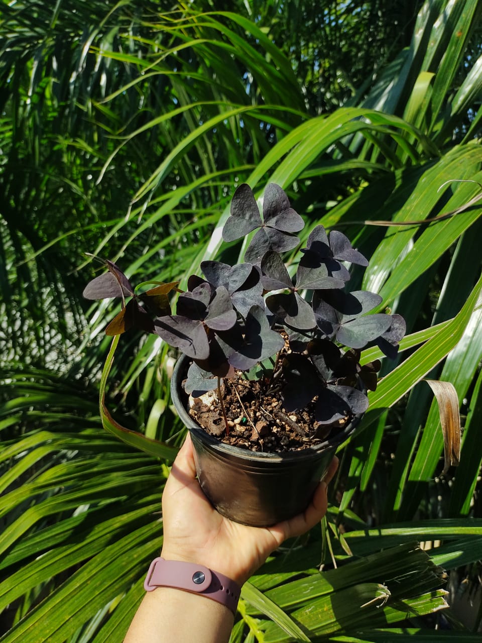 Oxalis Ebony Allure “6