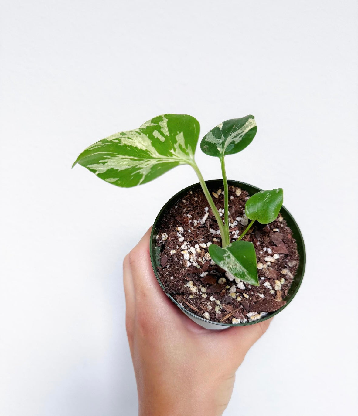 Monstera Bulbasaur “4