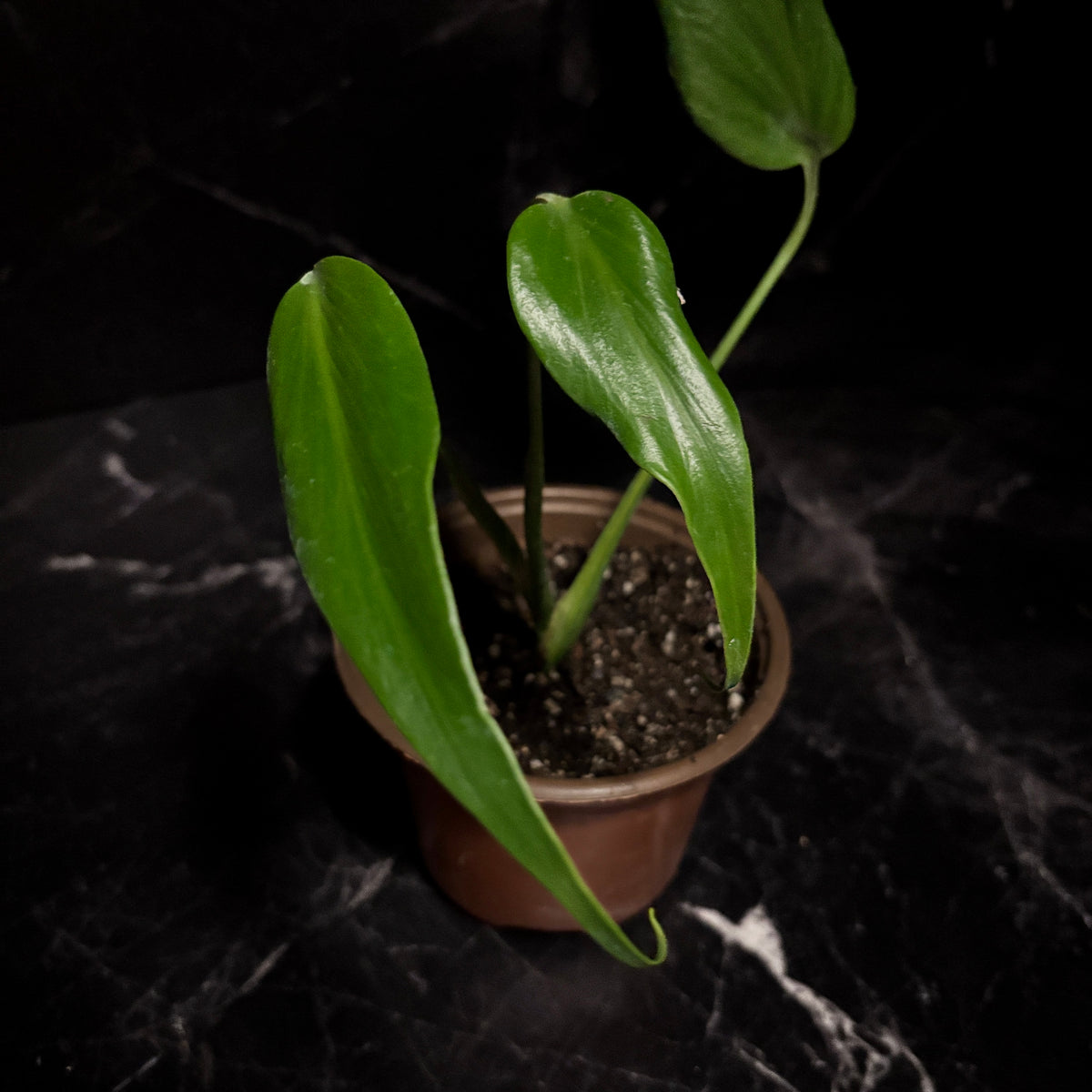 Monstera Burle Marx Flame “5
