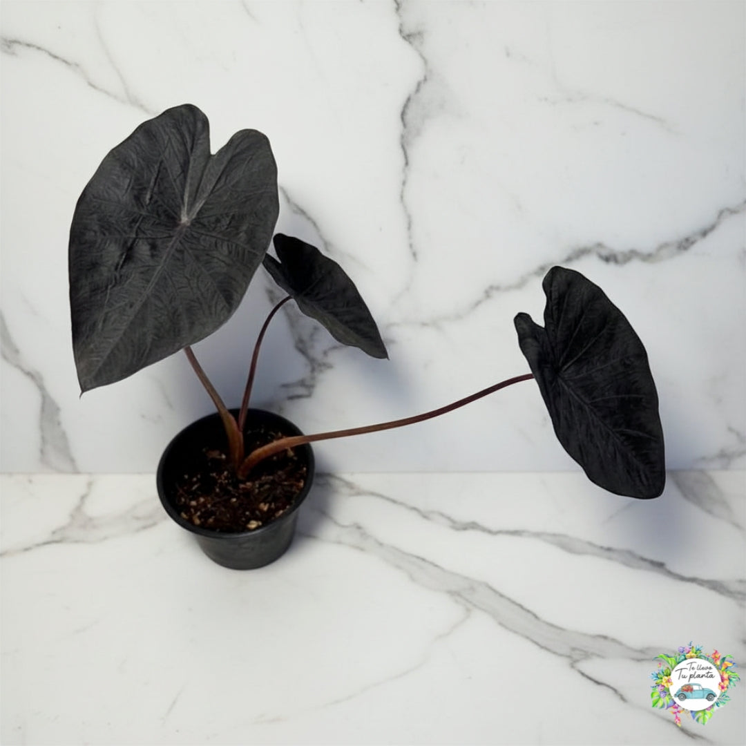 Colocasia black coral “5