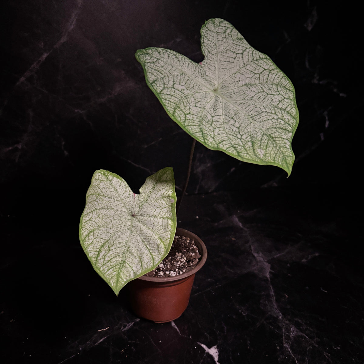 Caladium Moonlight “6