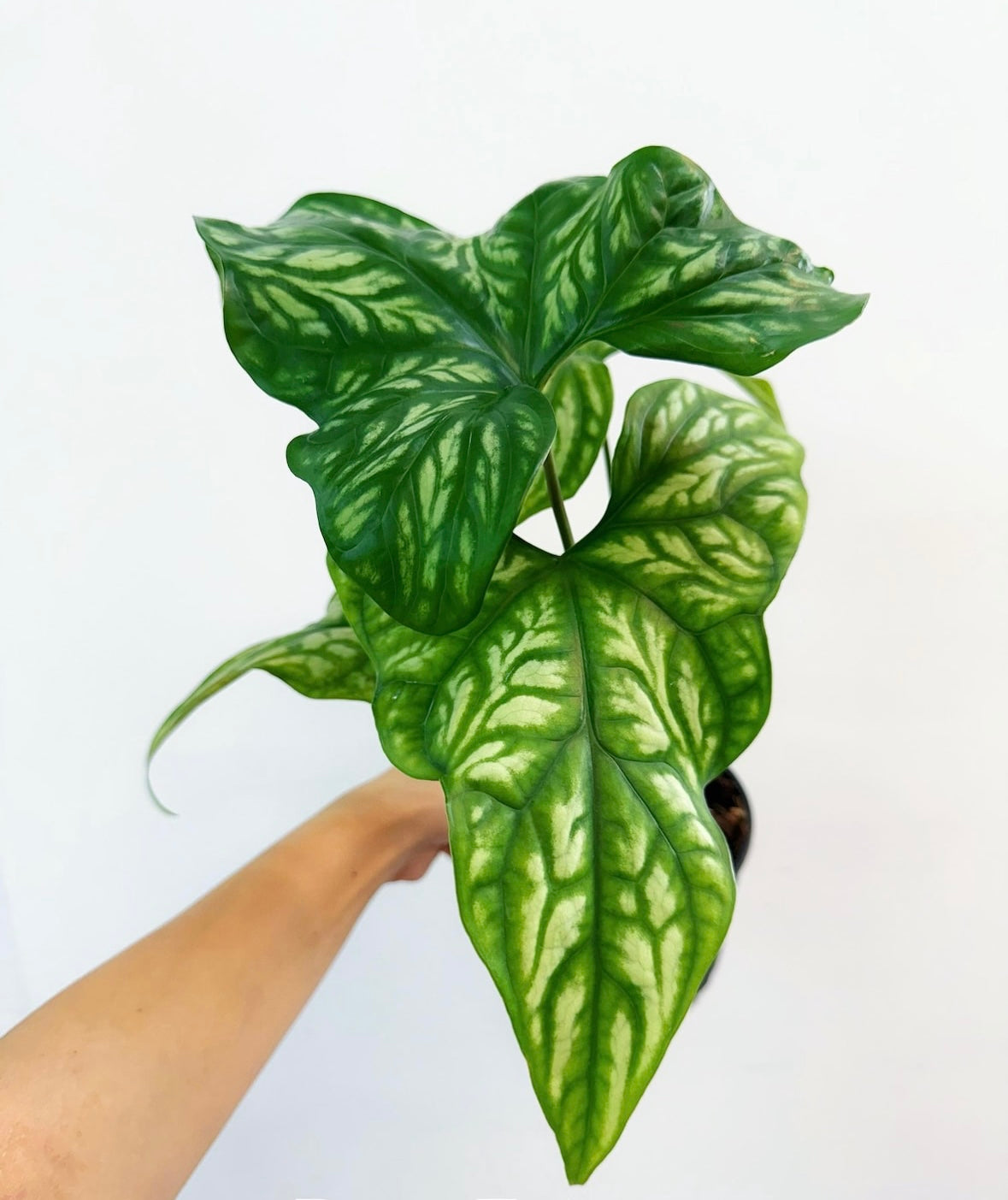 Cercestis Mirabilis “5