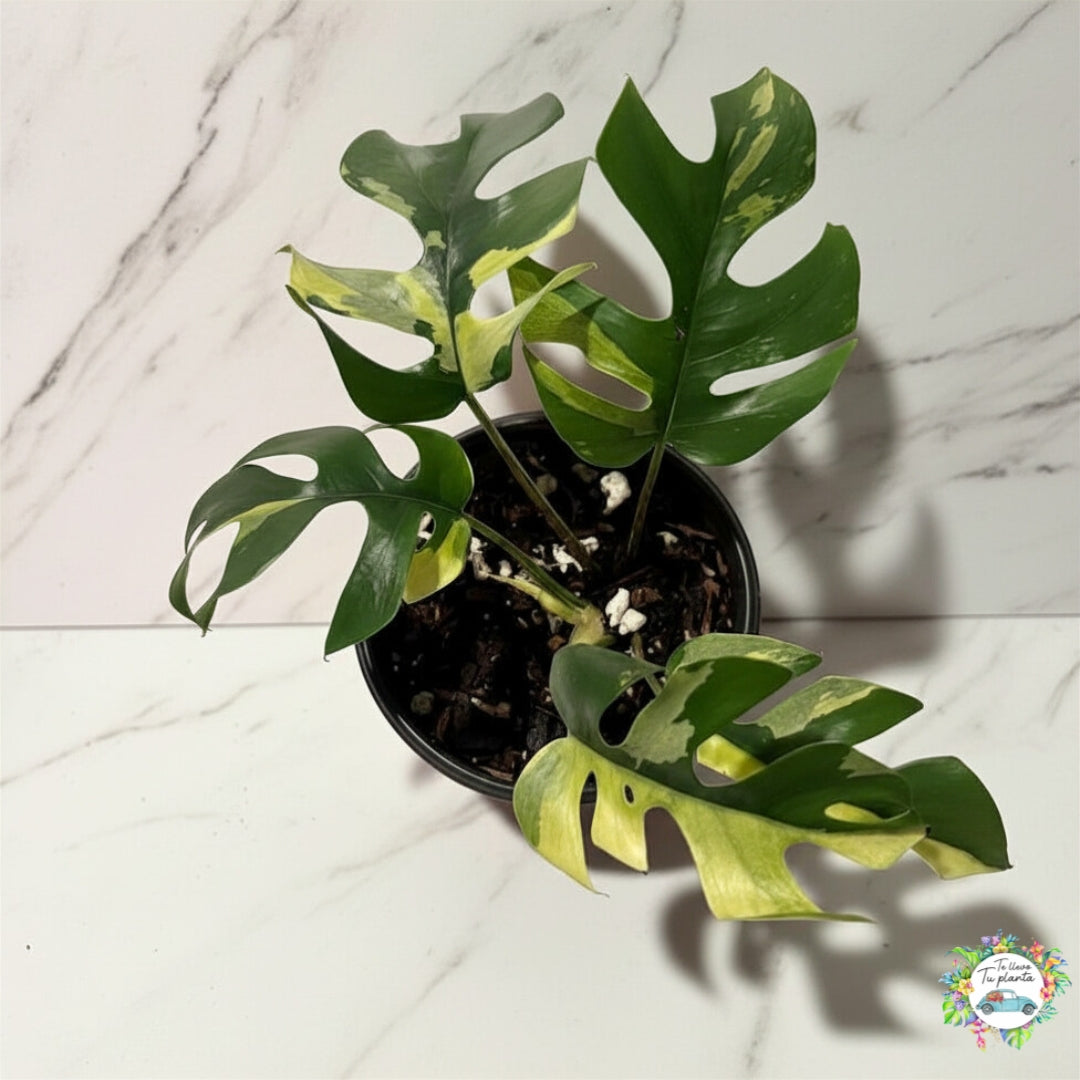 Raphidophora Tetrasperma Variegada “4 (A)