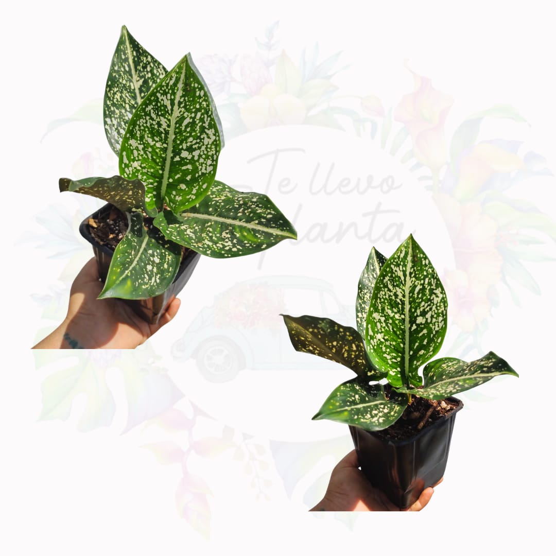 Aglaonema Costatum #5