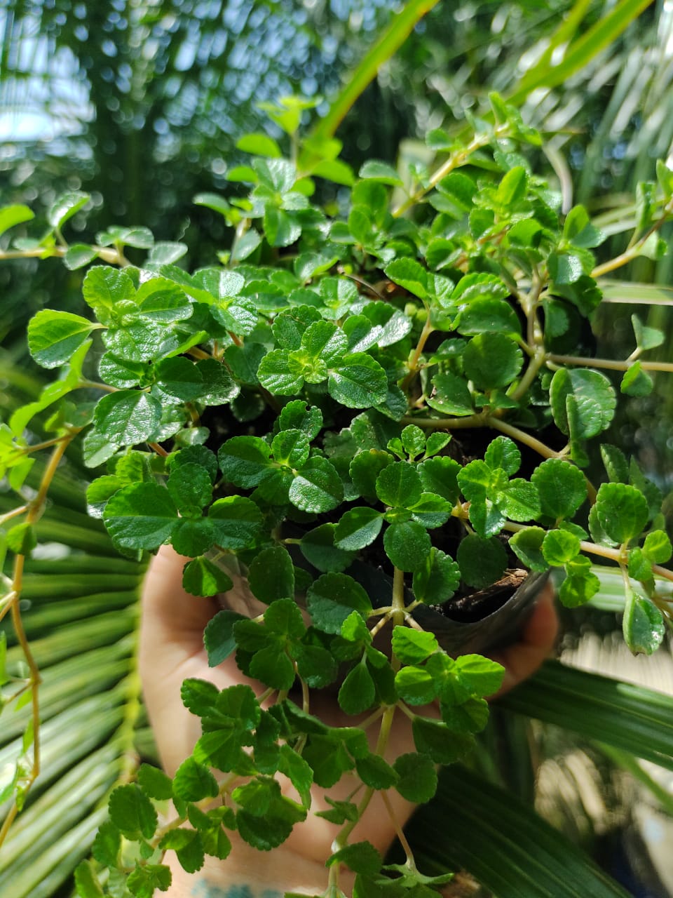 Pilea Depressa #4