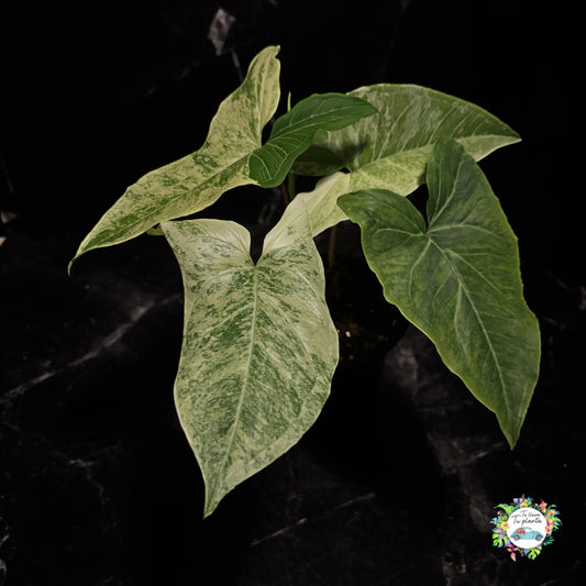 Syngonium Batik Albo “4