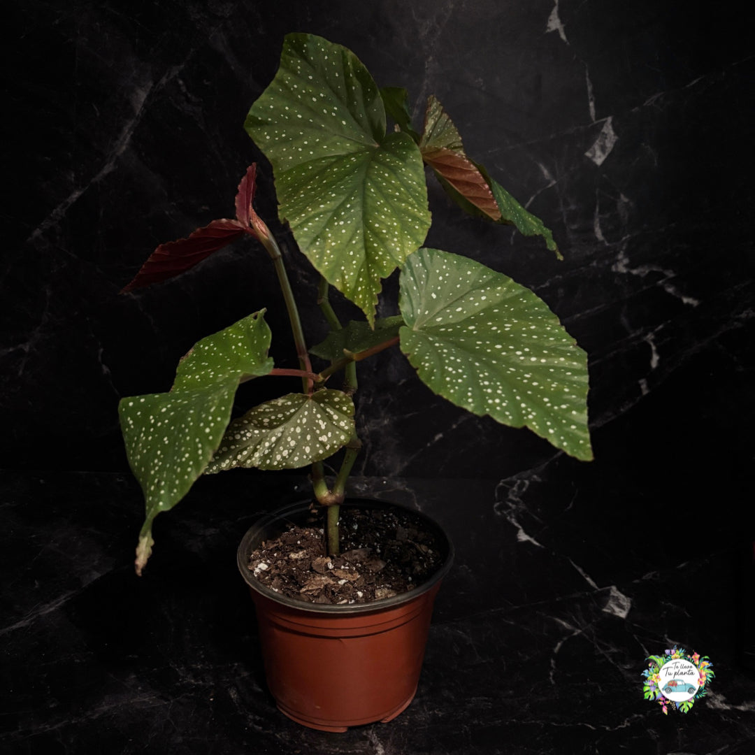 Begonia Lucerna “6