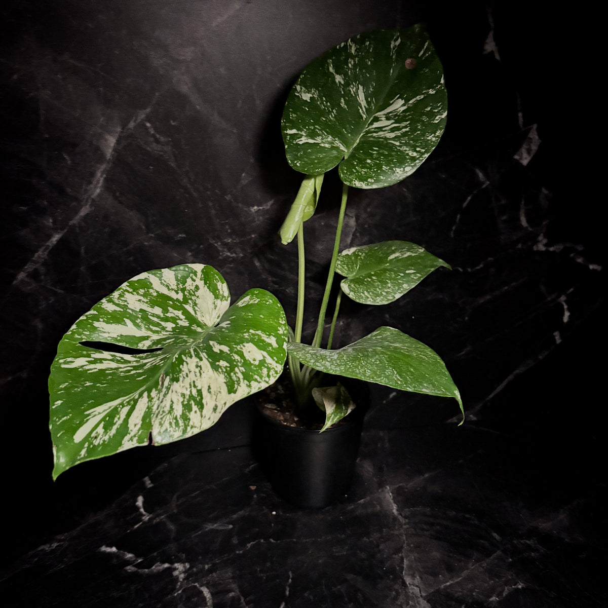 Monstera White Monster “6