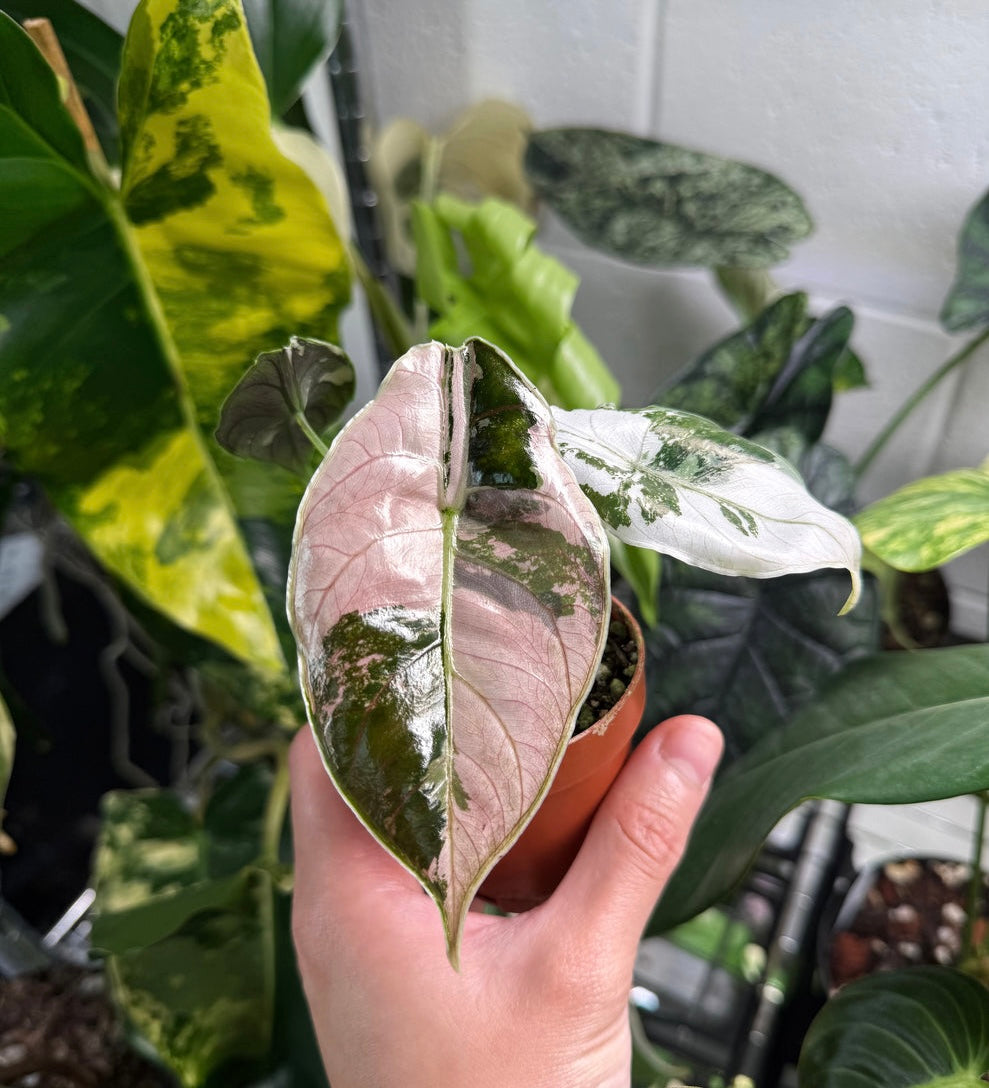 Alocasia Azlani Variegada “4
