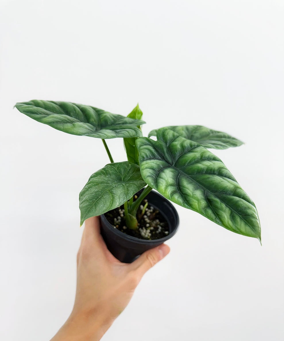 Alocasia Sinuata “4