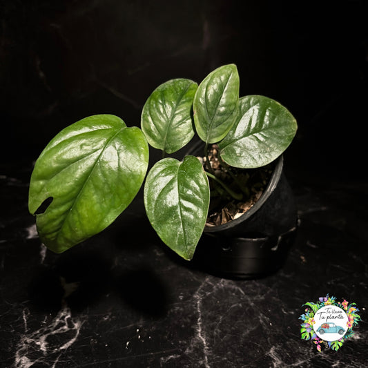 Epipremnum Pinnatum Marble (revertido) “4