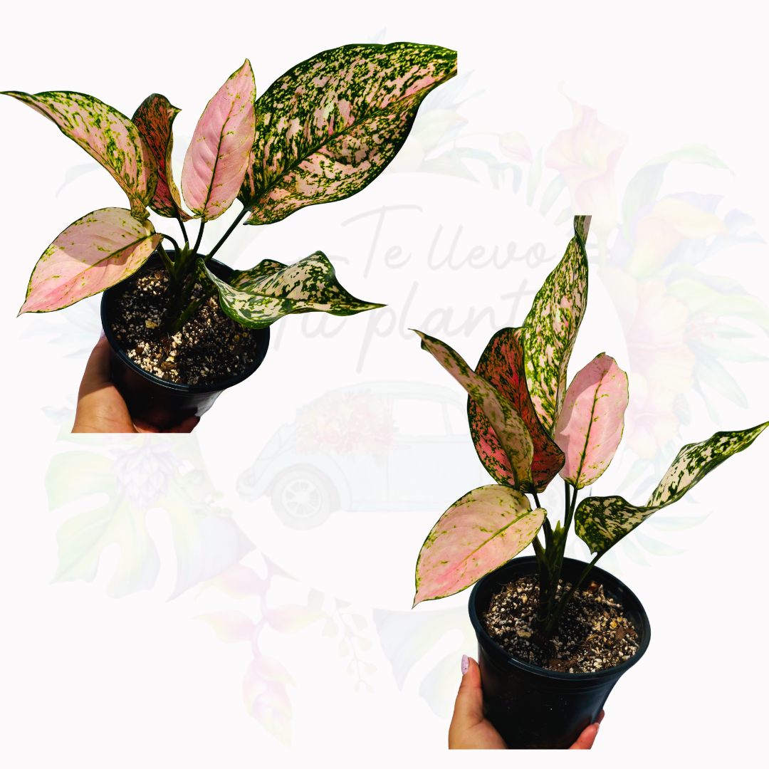 Aglaonema Etta Rose “5