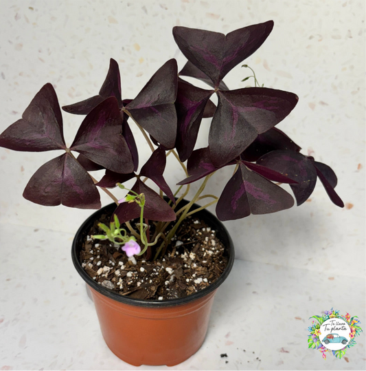 Oxalis Triangularis “5