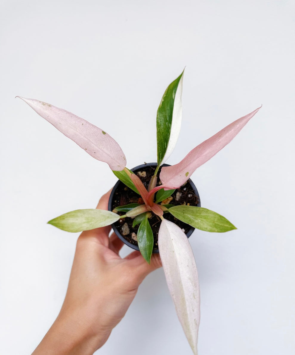 Philodendron Strawberry Marble “4