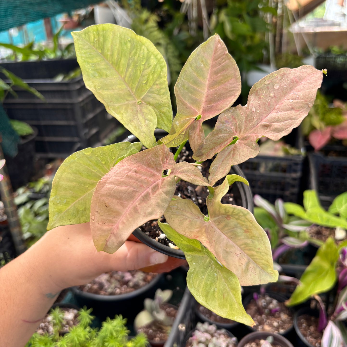 Syngonium Pink Spot “5