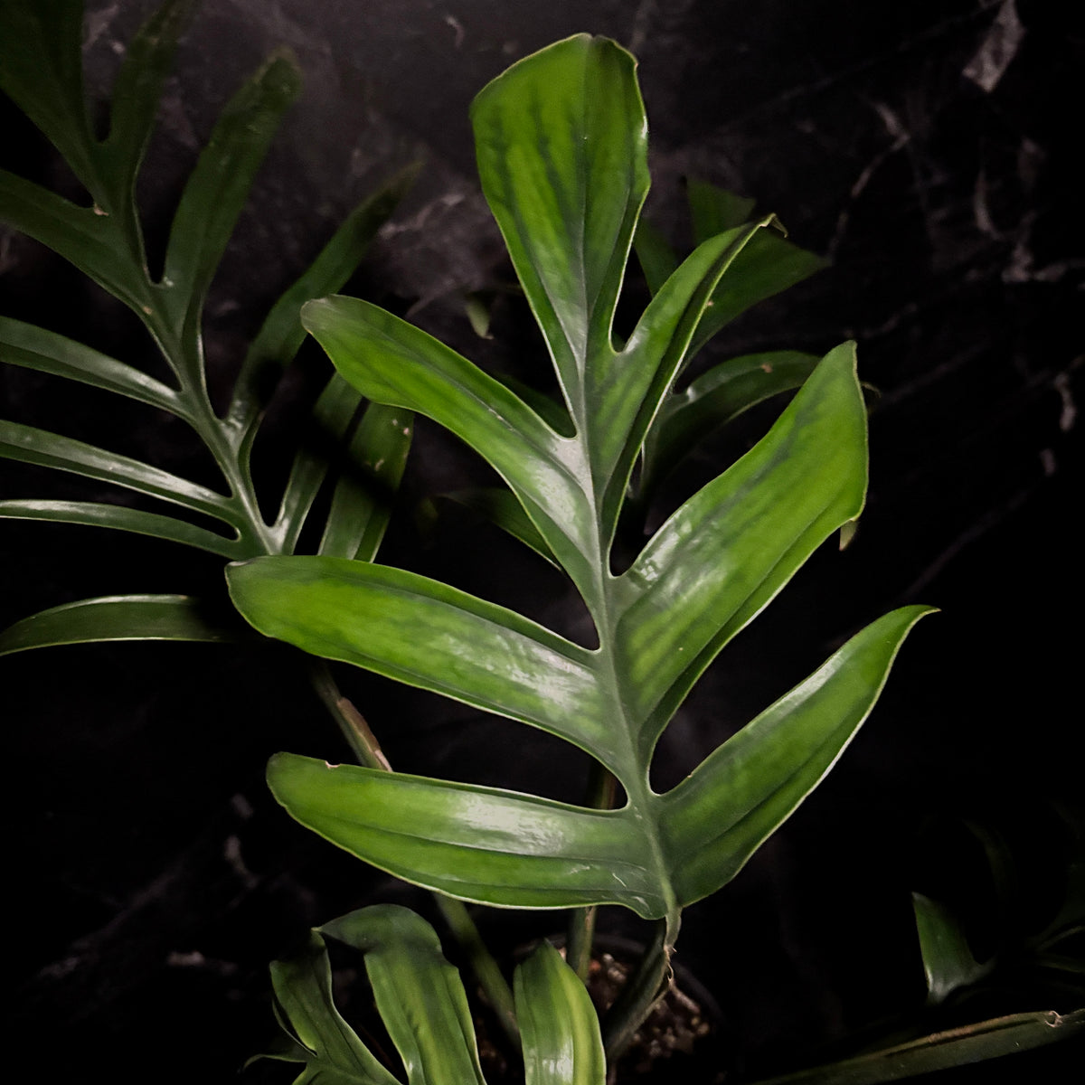 Monstera Pinnatipartita “6 (Forma Madura)