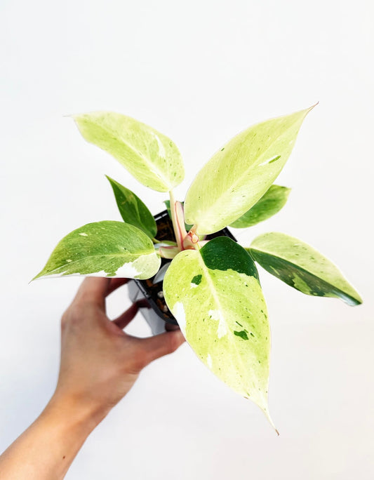 Philodendron White Princess Mint Variegado “4
