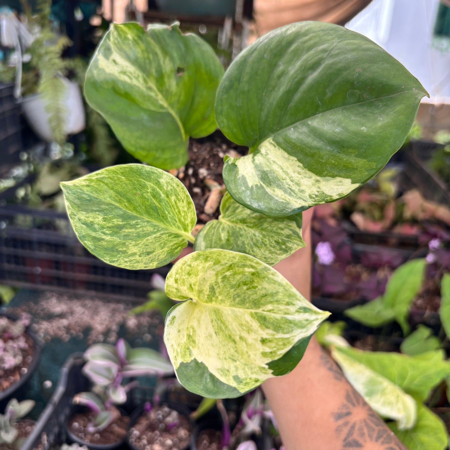 Epipremnum Aureum Manjula “4 Pothos Manjula)