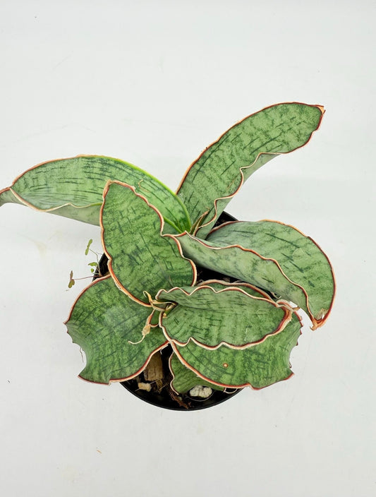 Sansevieria Kiki Azul “5