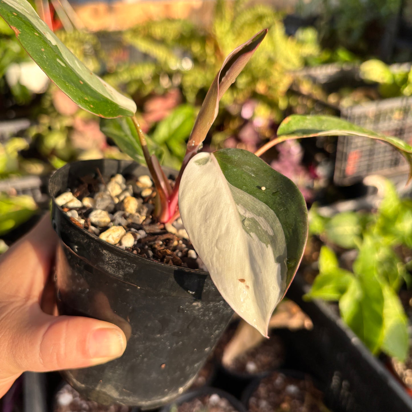 Philodendron Red Anderson “4