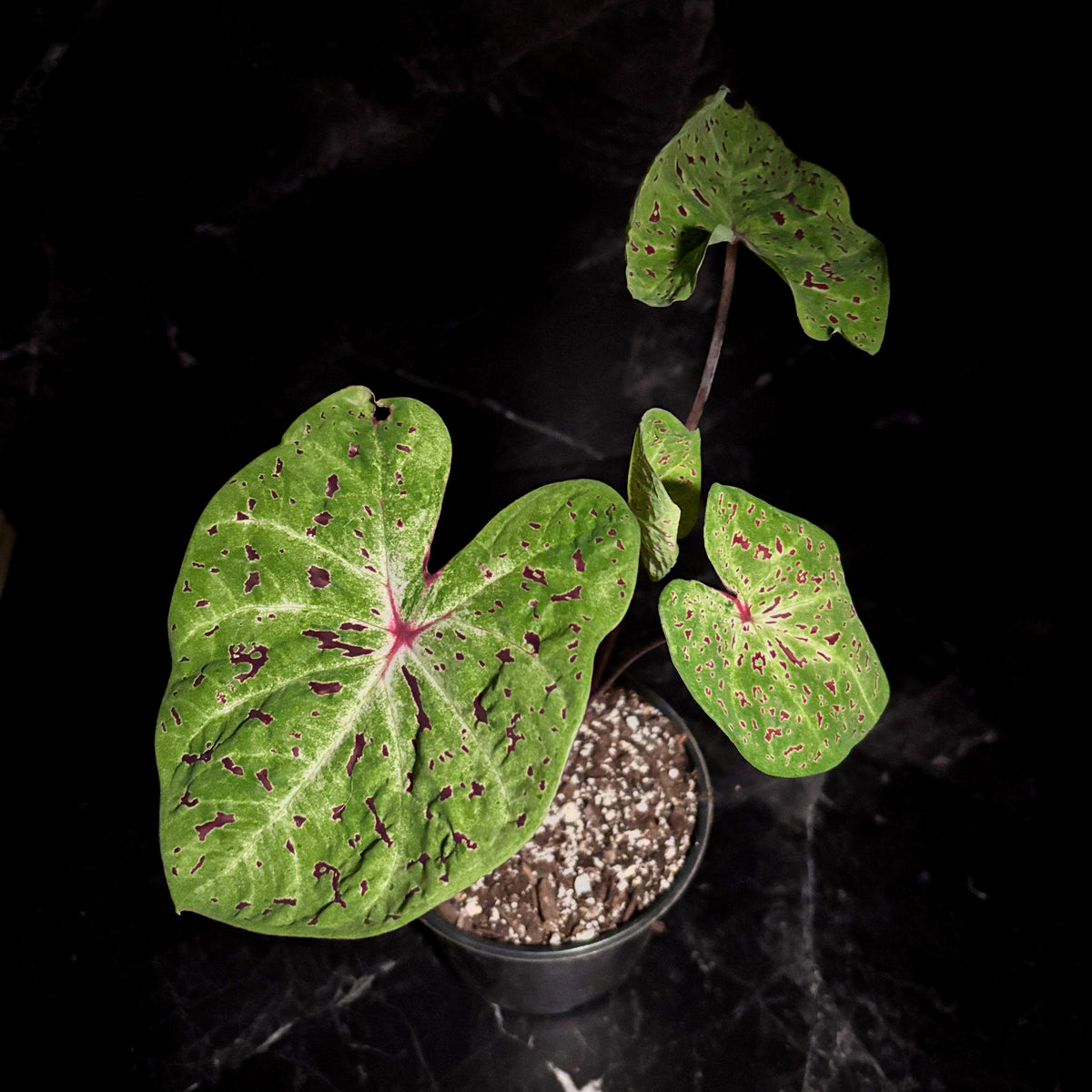 Caladium Miss Muffet “6