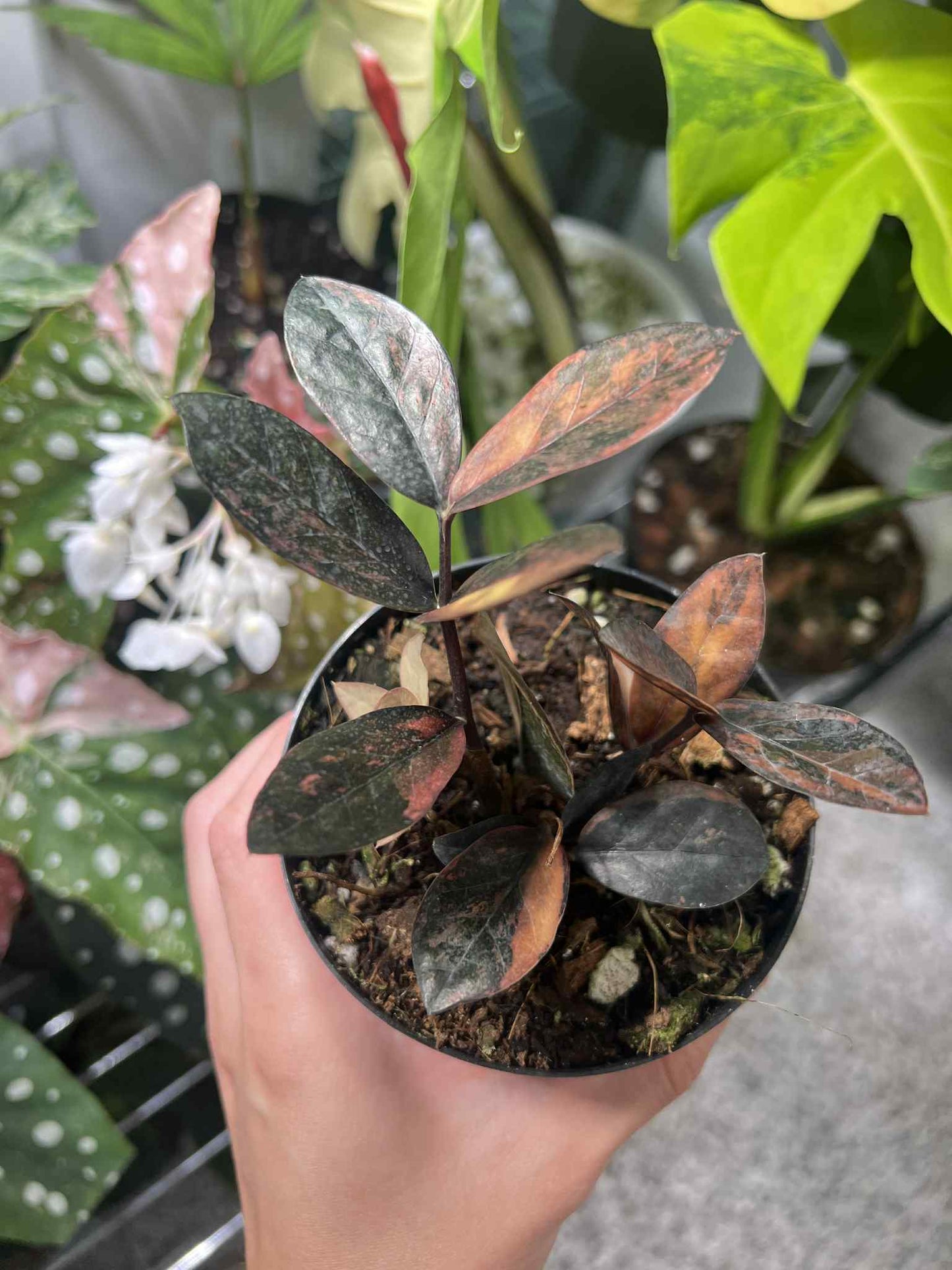 Zamioculca Zamifolia Pink/Orange Variegada “4