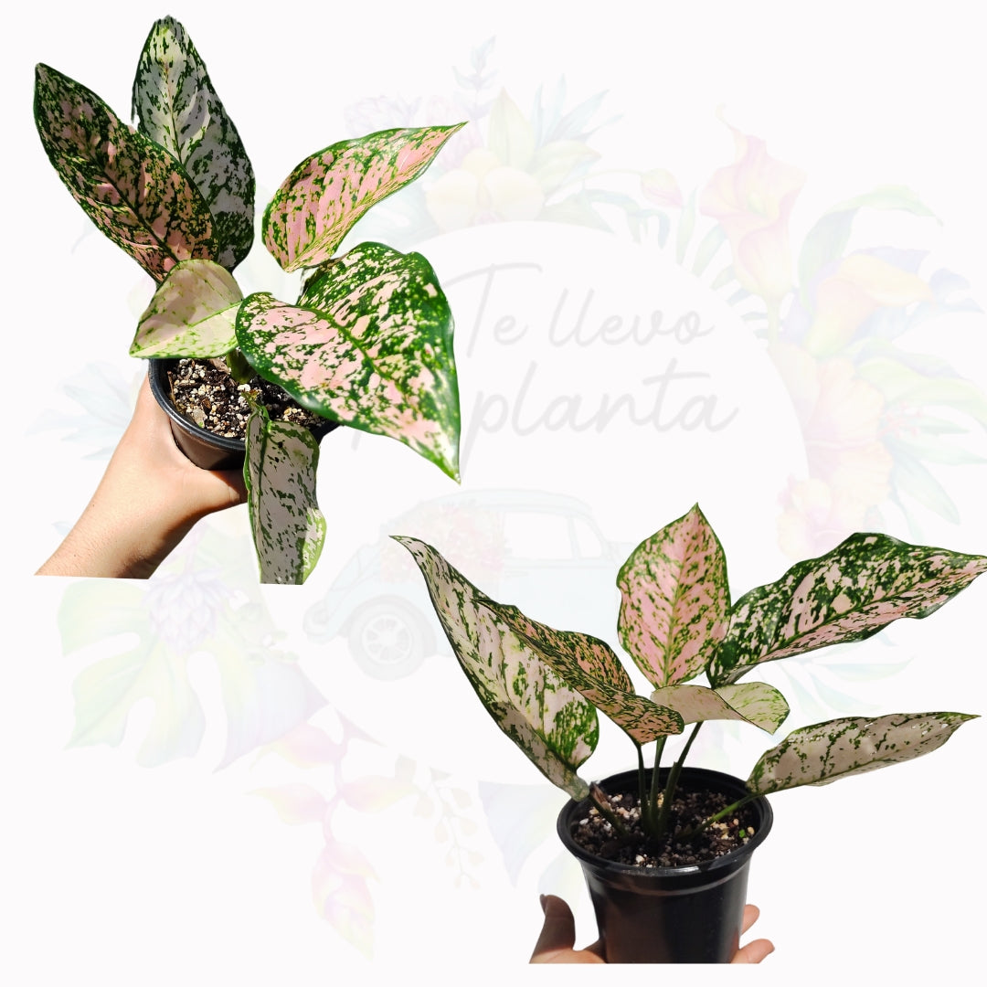 Aglaonema Etta Rose #5