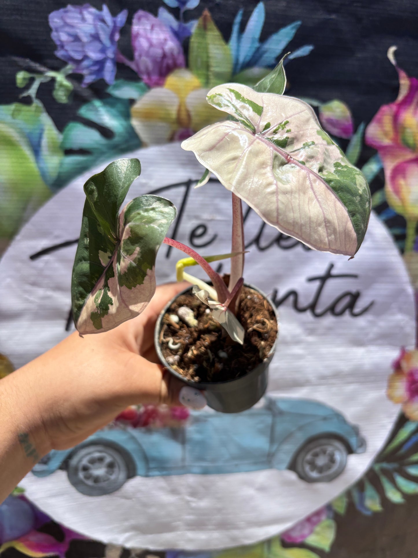 Alocasia Yucatan Princess Variegada "4