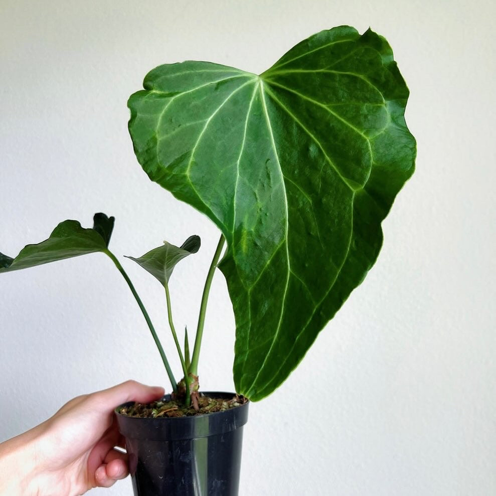 Anthurium Delta Force “4