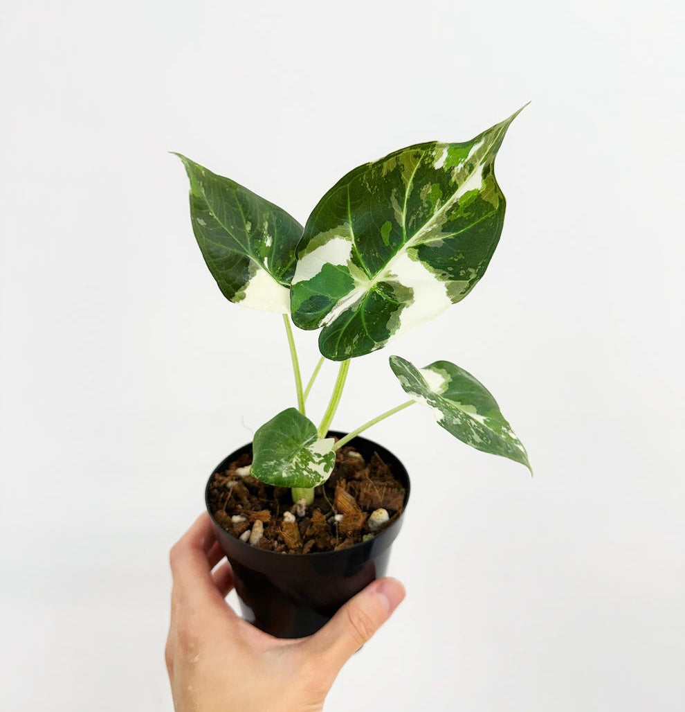 Alocasia Regal Shield Albo”4