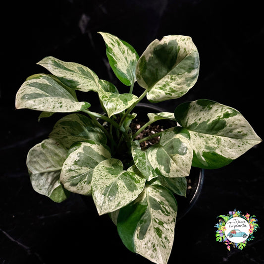 Epipremnum Aureum Pearls & Jade| Pothos Pearls & Jade “5