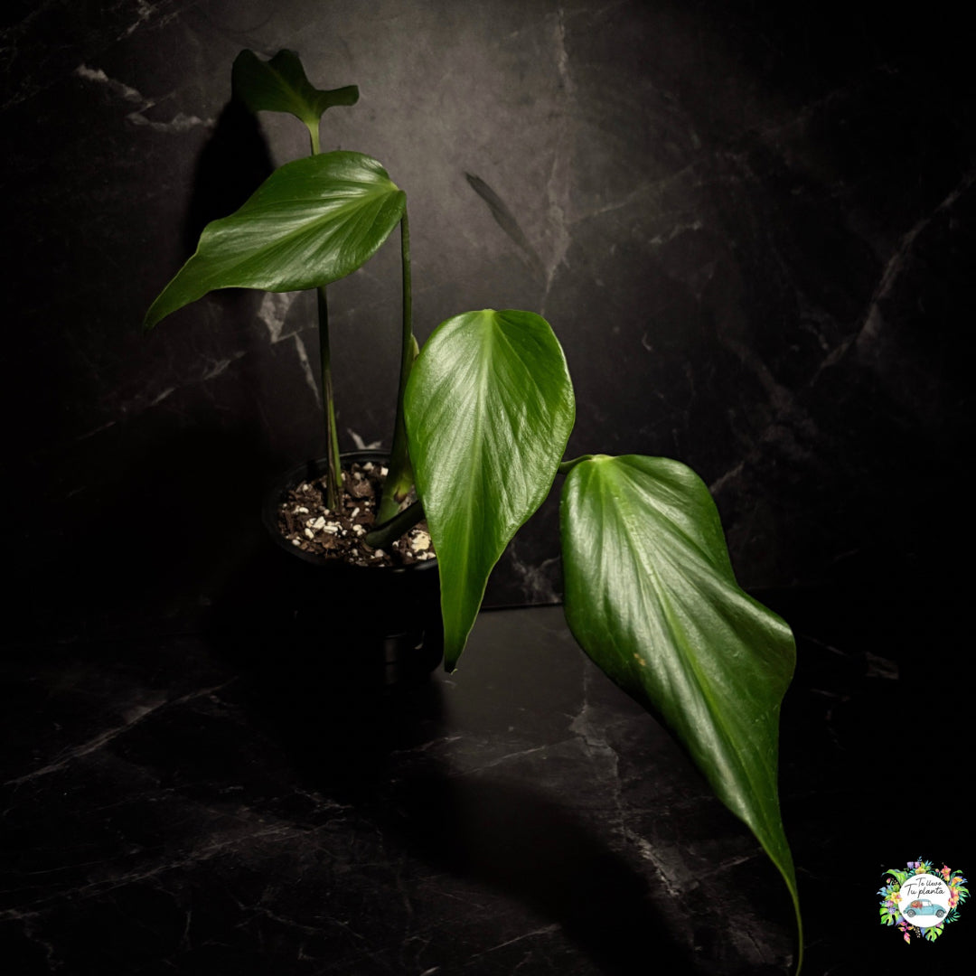 Monstera Burle Marx Flame “5