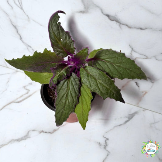 Gynura Aurantiaca “4