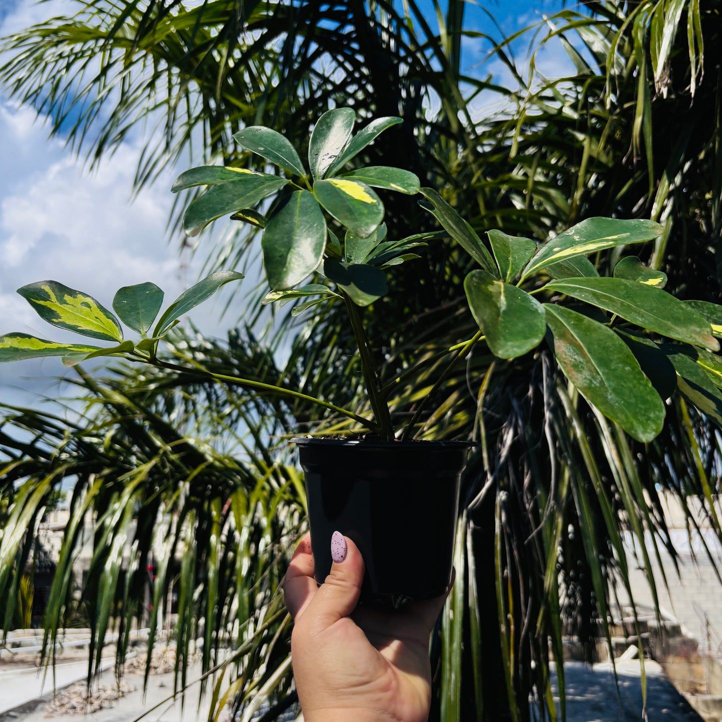 Schefflera Variegada "5