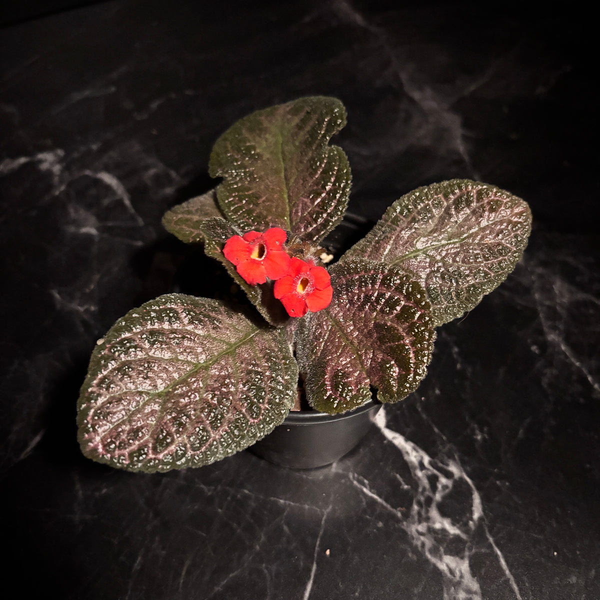 Episcia Alice Aussie “4