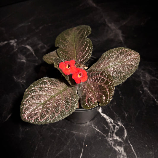 Episcia Alice Aussie “4