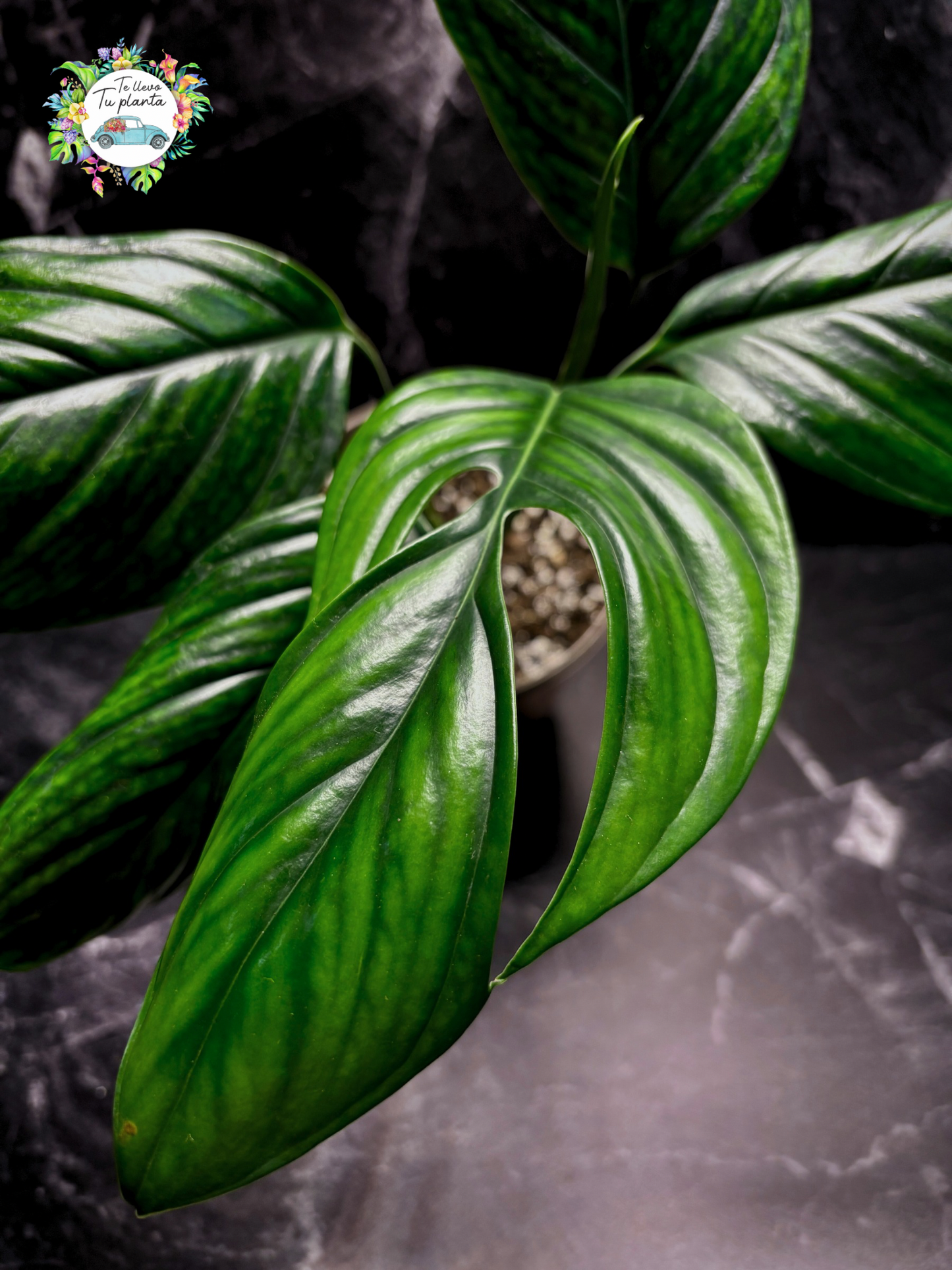 Monstera Pinattipartita “6