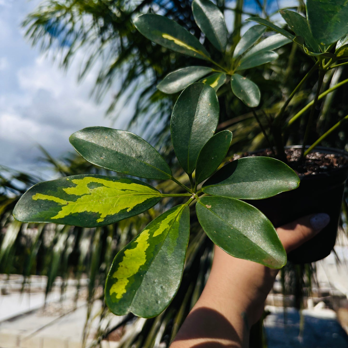 Schefflera Variegada "5