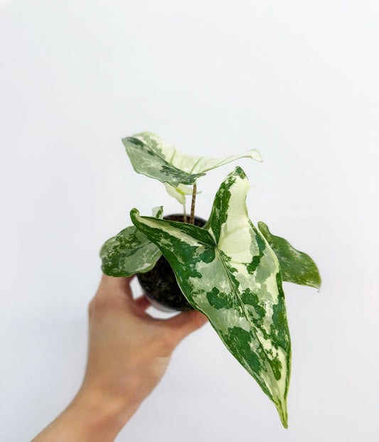 Alocasia Tigrina Superba
