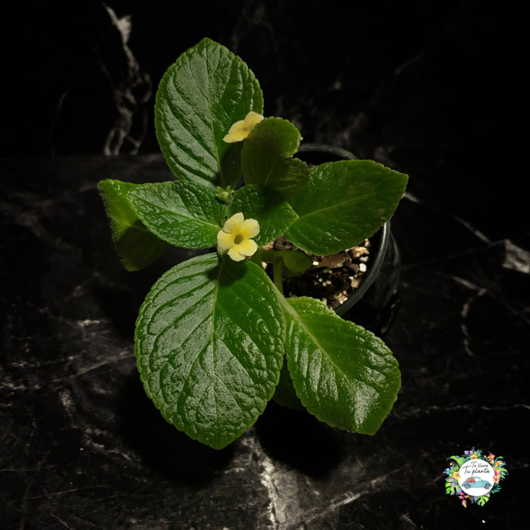 Episcia Tropical Topaz "4