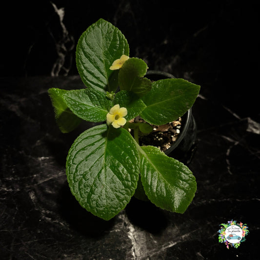 Episcia Tropical Topaz "4