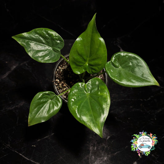 Alocasia Cucullata “4