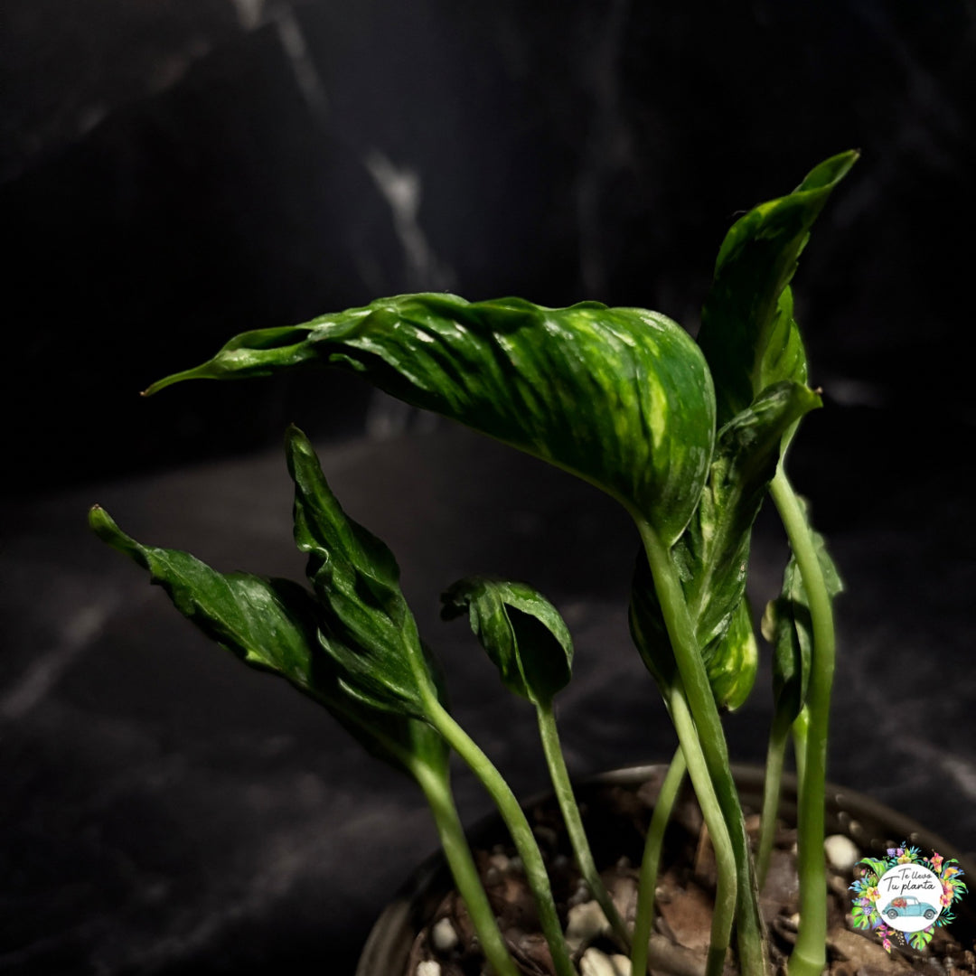 Epipremnum Aureum Shangri -La