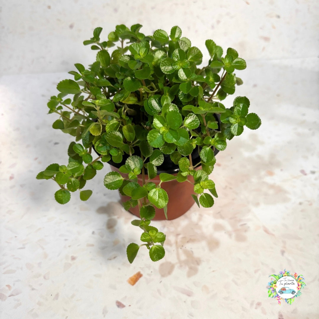 Pilea Depressa “4