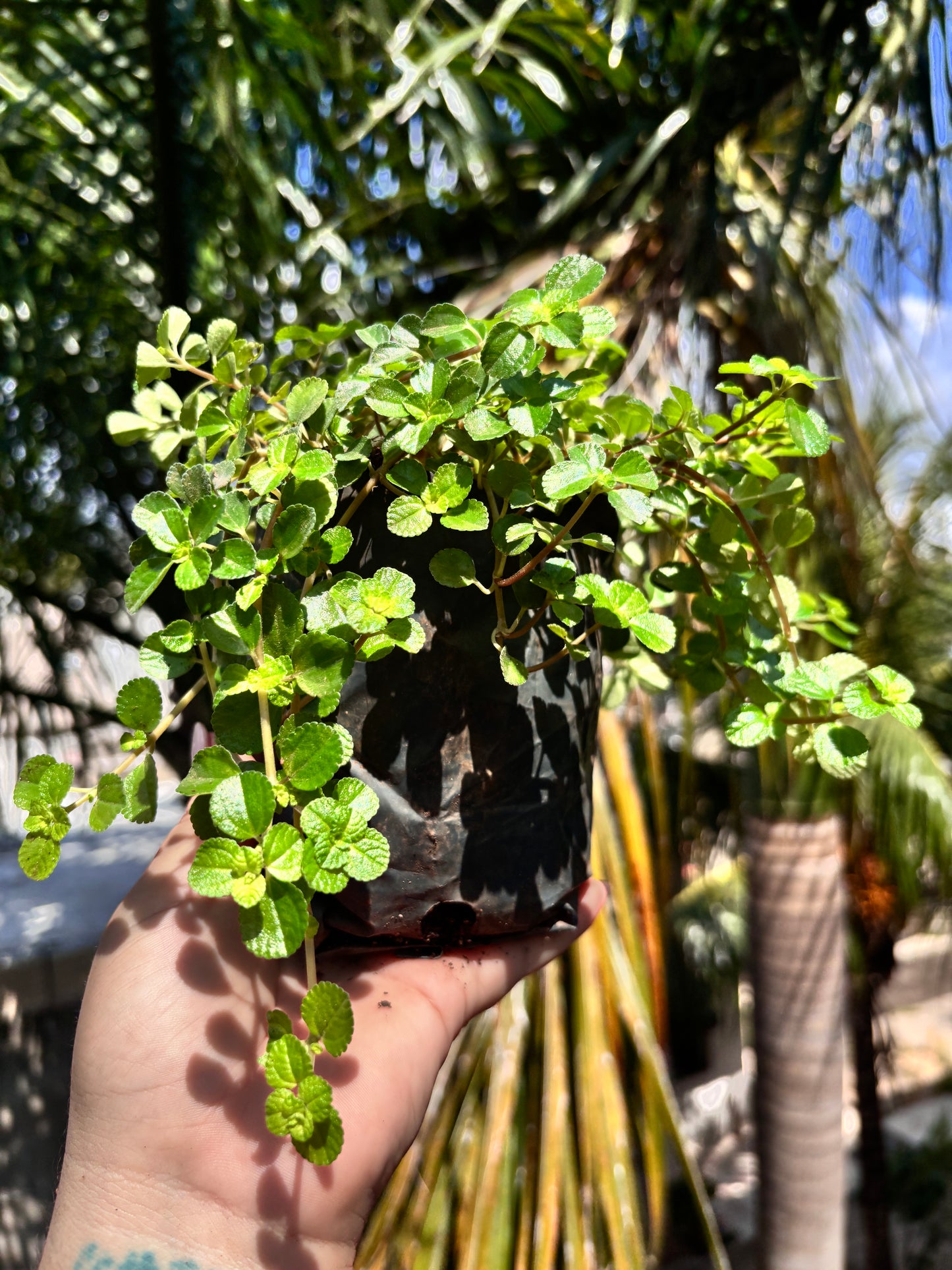 Pilea Depressa #4