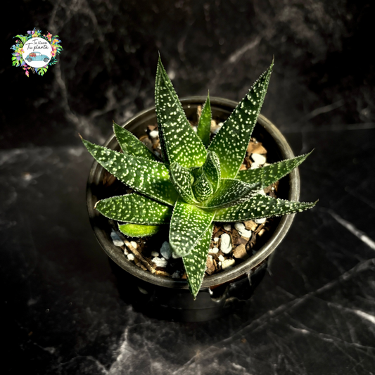 Gasteraloe Beguinii “3