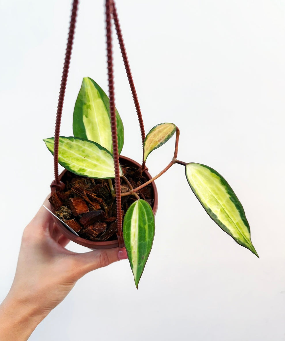 Hoya Latifolia Gold Variegado interior “4