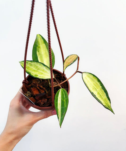 Hoya Latifolia Pot Gold “4