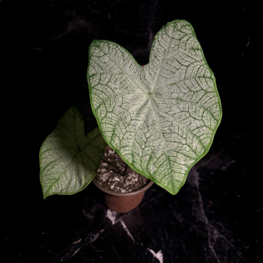 Caladium Moonlight “6